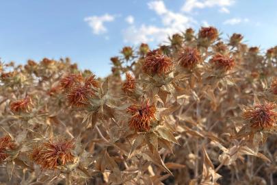 Batman'da aspir bitkisi araştırması tamamlandı