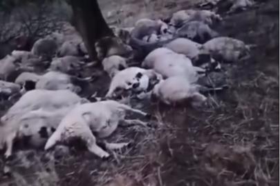 Karlıova'da şimşek isabet eden 70 koyun telef oldu
