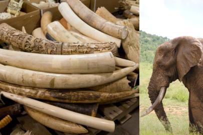 Vietnam'da Afrika'dan kaçırıldığı belirtilen 1,2 ton fildişi ele geçirildi