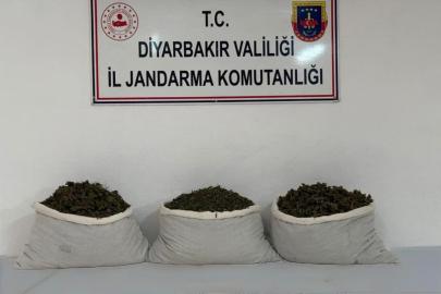 Diyarbakır’da 253 bin 752 kök kenevir ele geçirildi: 25 şüpheliye yasal işlem