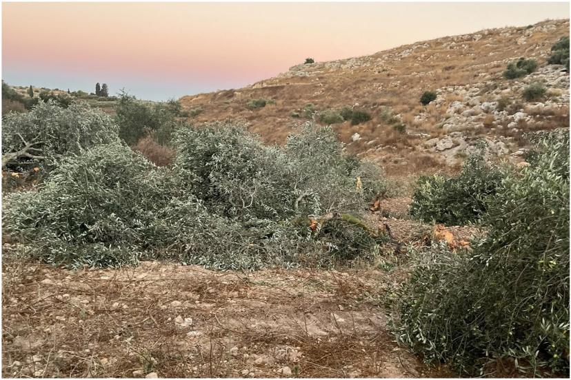 İşgalci siyonistler Ramallah yakınlarında onlarca zeytin ağacını söktü