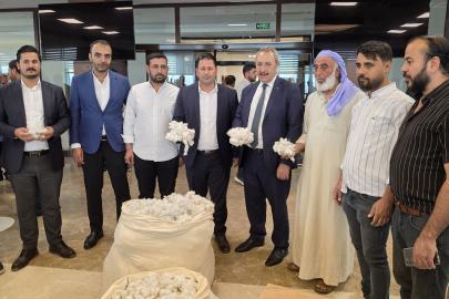 Şanlıurfa'da sezonun ilk pamuğu satıldı